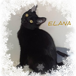 Thumbnail photo of ELANA - DECLAWED 5 month #1