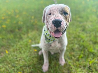 mange treatment for dogs petsmart