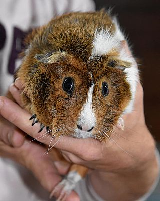 Bugsy sales guinea pig