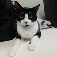 adopt a pet