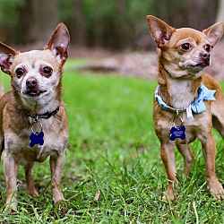 Photo of Pinky & The Brain -bonded pair