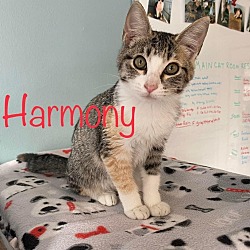 Thumbnail photo of Harmony #1