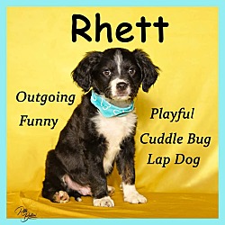 Thumbnail photo of Rhett #1