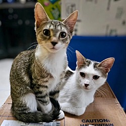 Photo of Reina & Rani (We're in foster care!)