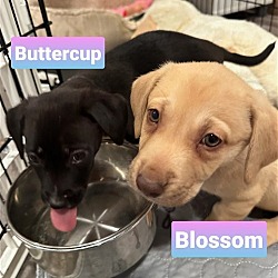Thumbnail photo of W pup - Blossom #1