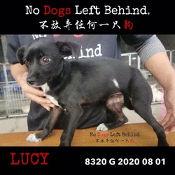 Thumbnail photo of Lucy 8320 #4