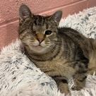 Adopt A Pet :: Winslow - South Haven, MI