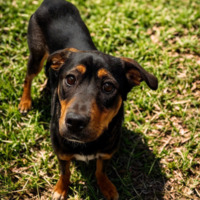 adopt a pet