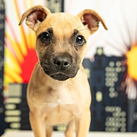 adopt a pet