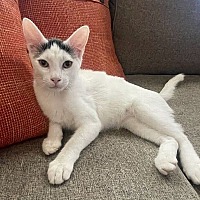 adopt-pet