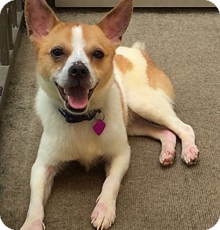 Toms River Nj Shiba Inu Meet Nitro A Pet For Adoption