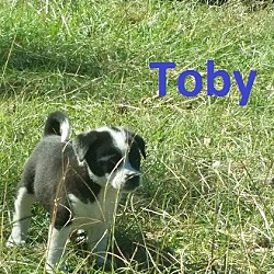 Thumbnail photo of Toby #1