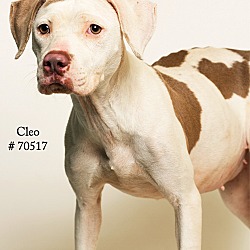 Thumbnail photo of Cleo  (Foster Care) #1