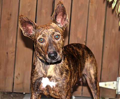 Brindle top basenji mix
