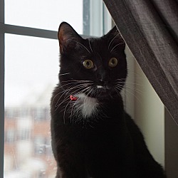 Thumbnail photo of Jameson (Cat of the month)!! #4