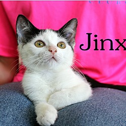 Thumbnail photo of Jinx #3