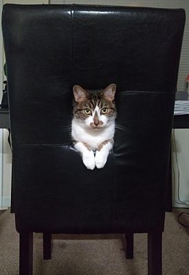 Durham Nc Domestic Shorthair Meet Bella In Foster Care A Pet For Adoption