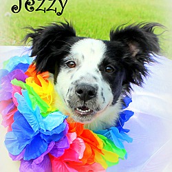 Thumbnail photo of Jezzy~adopted! #1