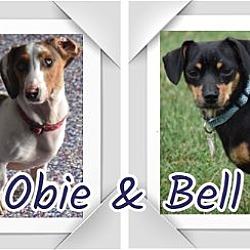 Thumbnail photo of Bell & Obie in TN #2