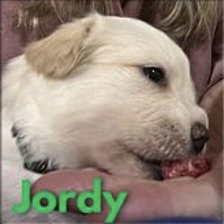 Thumbnail photo of Jordy #4