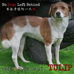 Thumbnail photo of Tulip 8516 #1