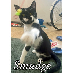 Thumbnail photo of Smudge #1