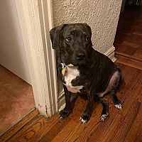adopt a pet