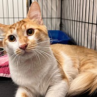 adopt a pet