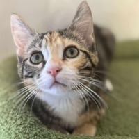 adopt-pet