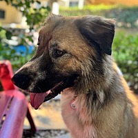 adopt a pet