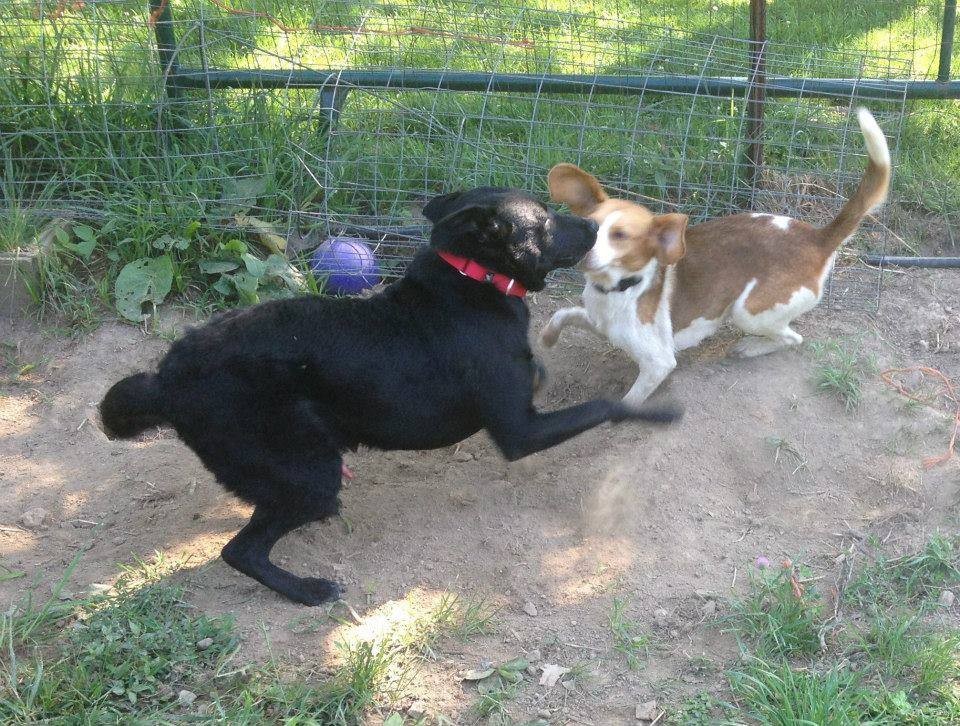 warfield red beagles for sale