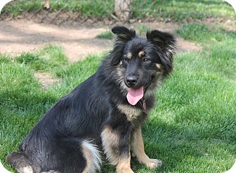 Bedford Hills, NY - Australian Shepherd. Meet Twinkie a Dog for ...