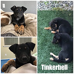 Photo of Tinkerbell