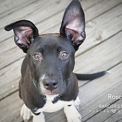 Thumbnail photo of Roscoe #2