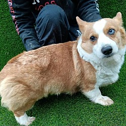 Corgi Puppies For Sale In Ontario Adoptapet Com