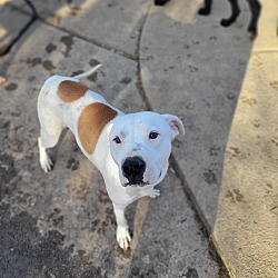 Photo of Brodie