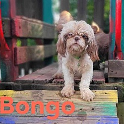 Thumbnail photo of BONGO PENDING #2