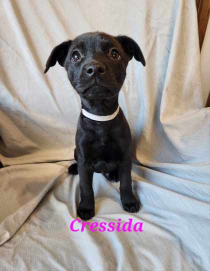 Photo of Cressida