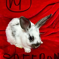 Thumbnail photo of Saffron #3