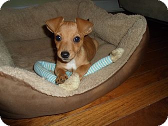 chiweenie jack russell terrier mix