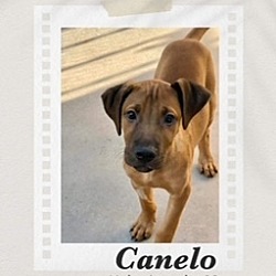 Photo of Canelo