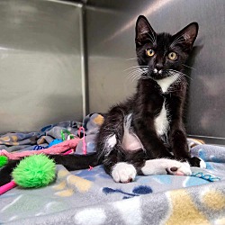 Photo of Mustachio (Cocoa) Handsome Tux