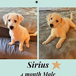 Photo of SIRIUS–4 MO MALE POODLE TERRIE