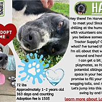 adopt a pet