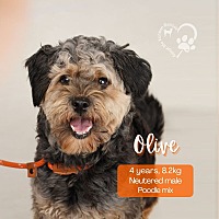 adopt a pet