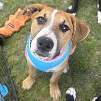adopt a pet