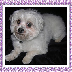 Thumbnail photo of Adopted!! Aubree - IL #3