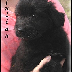 Thumbnail photo of Julian- Adoption Pending #2