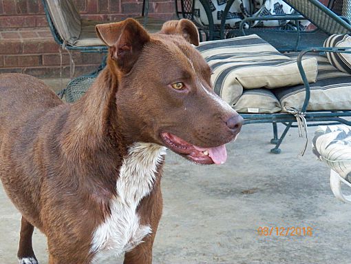 Boston Ma Pit Bull Terrier Meet Drew A Pet For Adoption