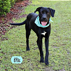 Thumbnail photo of Otis #4